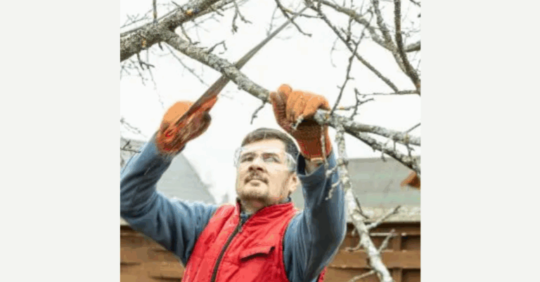 Expert Tree Pruning Services Near Me: Enhance Tree Health & Curb Appeal