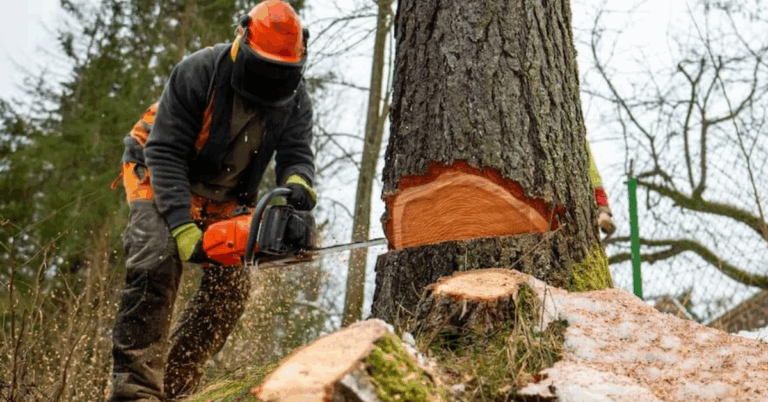Lot Clearing Services: A Comprehensive Guide for Property Owners